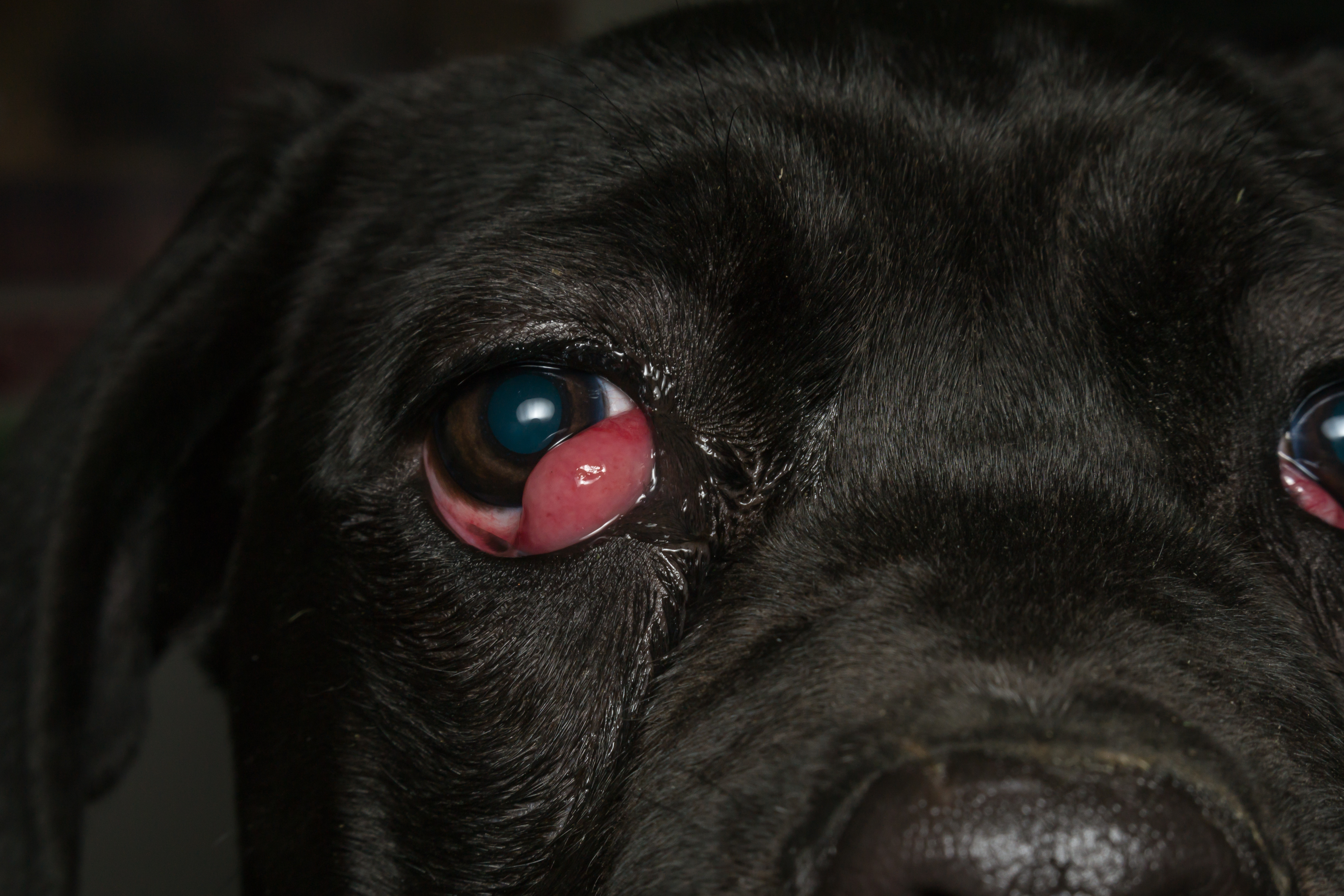 eye injuries of a pet